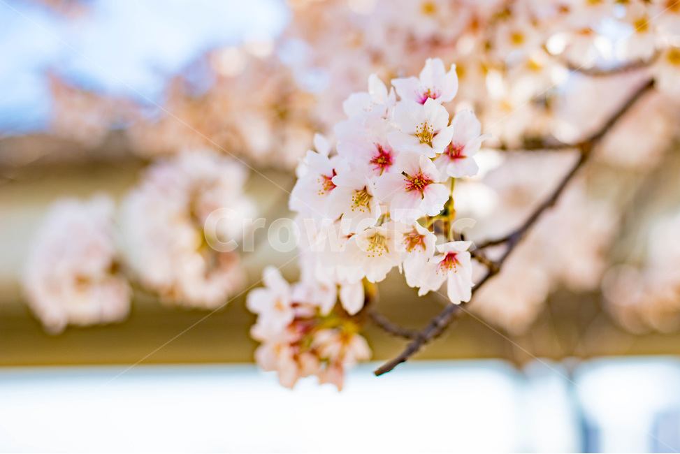 봄,봄꽃,벚꽃,벚꽃놀이,sakura,꽃,flower,벚꽃나무,벚나무,봄사진,벚꽃사진,벚꽃엔딩,봄,계절,spring,season,식물,자연,plants,nature,꽃,flower,plant