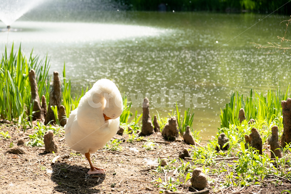 호수,오리,duck,동물,자연,동물,animal,조류,새,birds