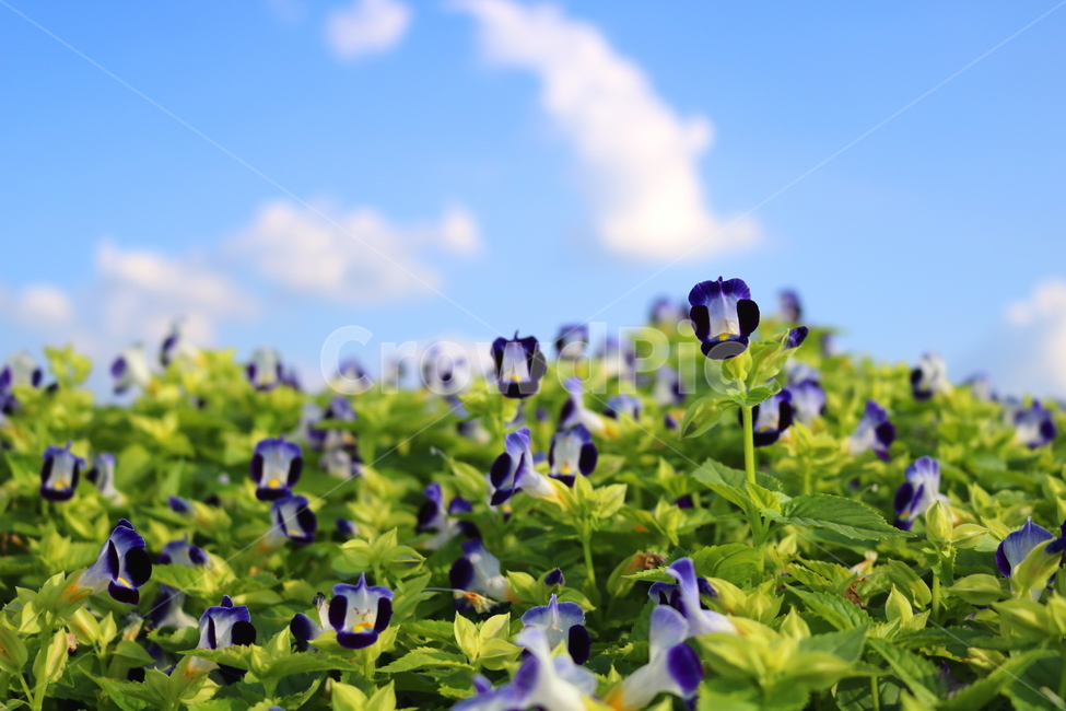 토레니아,꽃,토레니아꽃,식물,여름,가을,현삼과,꽃밭,식물,자연,plants,nature,꽃,flower
