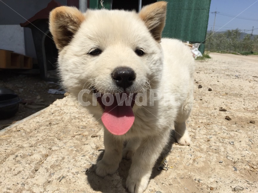 강아지,해맑은,웃는,미소,시골개,dog,진돗개,동물,animal,포유류,mammal,개,강아지,dog,doggy