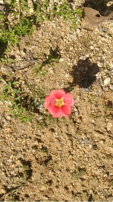 꽃,채송화,마당,식물,자연,한송이,식물,자연,plants,nature,꽃,flower