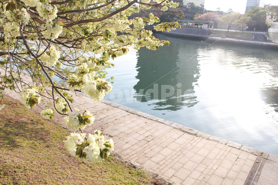 봄,거리,꽃,plant,식물,outdoors,옥외