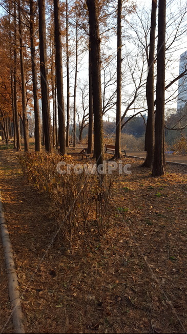 숲,산책,힐링,싱그러운,햇살,자연,낙엽,가을,계절,fall,autumn,season,자연,풍경,nature,landscape,ground,바닥,tree,나무,plant,식물,tree trunk,나무 줄기