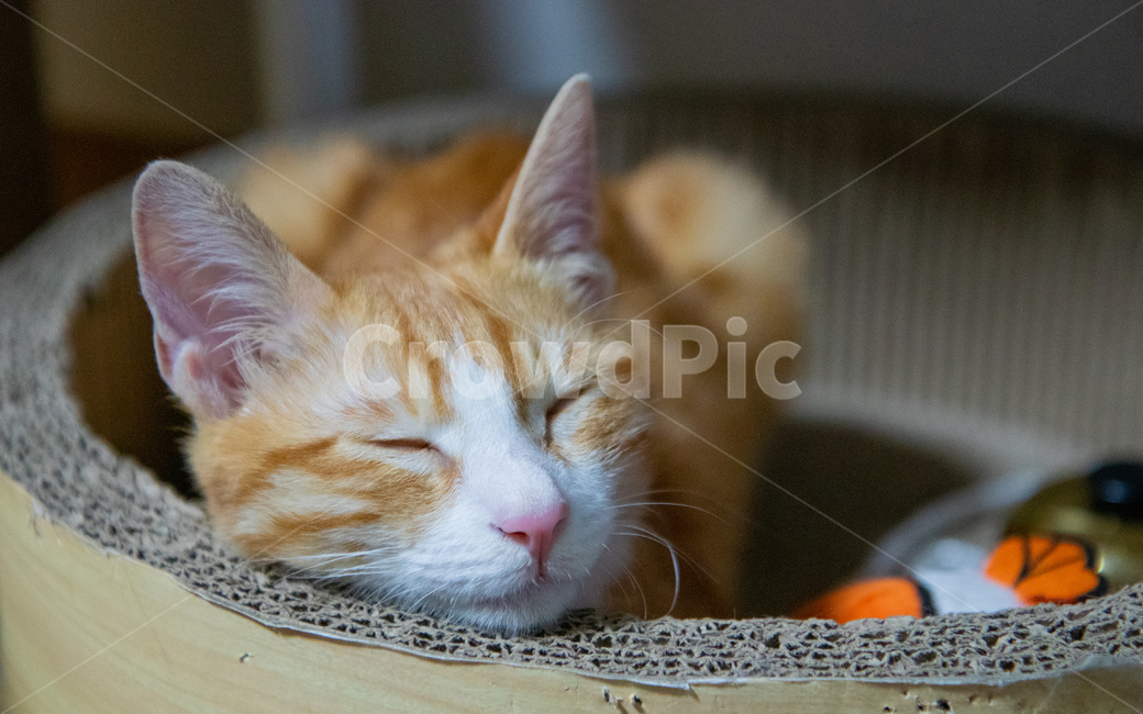 cheese cat,Korean Shorthair,cat,nose short,sleepy cat,Cheese tabby
