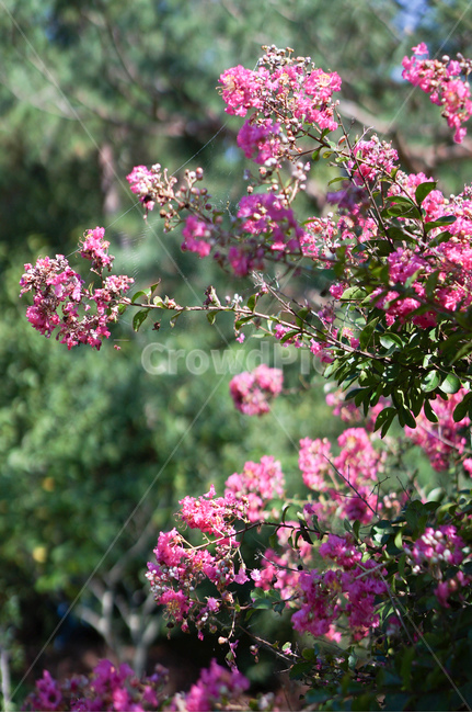 베롱나무,베롱꽃,핑크,풍경,여름,식물,자연,plants,nature,꽃,flower