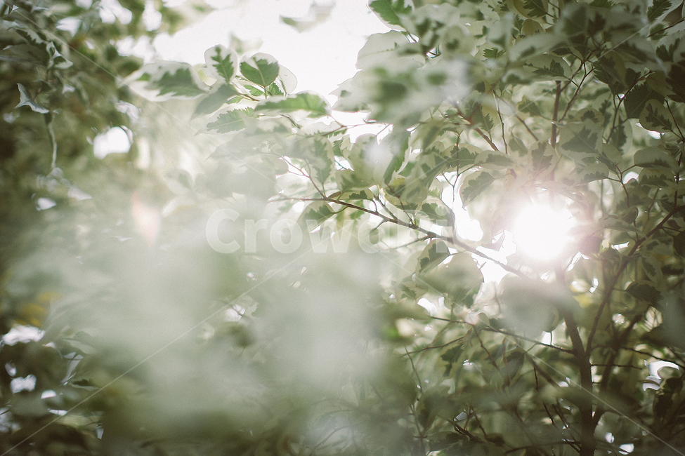 봄,꽃,봄날,4월,따뜻함,기억,식물,자연,plants,nature,감성,sensible,feeling,휴식,힐링,rest,relaxation,healing