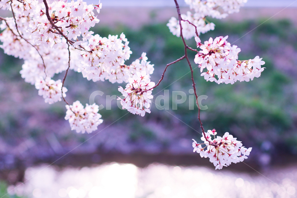 벚꽃,꽃,봄,pink,cherryblossom,시냇물,flower