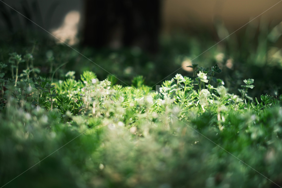 식물,plant,허브,herbs,잡초,빛,감성,감성사진,숲,풀,이끼,색감,식물,자연,plants,nature,휴식,힐링,rest,relaxation,healing