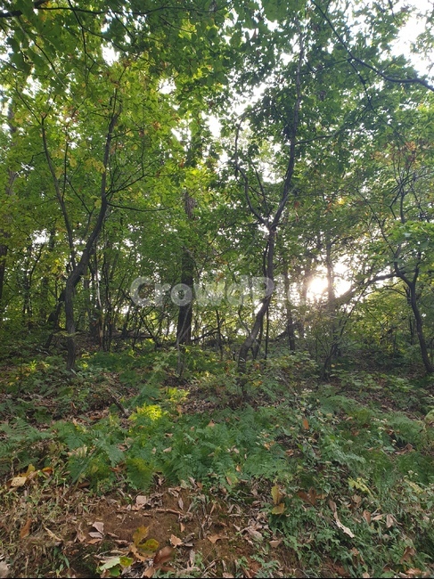 tree,나무,식물,plant,산,숲,경치