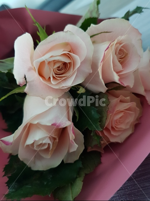 장미꽃다발,장미,5월의장미,다섯송이장미,작은마음