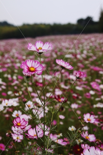 코스모스,가을,가을노래,가을여행,사랑,감사,희망,꽃,꽃사진,fall,autumn,season,plants,nature,flower,가을,계절,fall,autumn,season,식물,자연,plants,nature,꽃,flower,plant,blossom,daisies,데이지,daisy