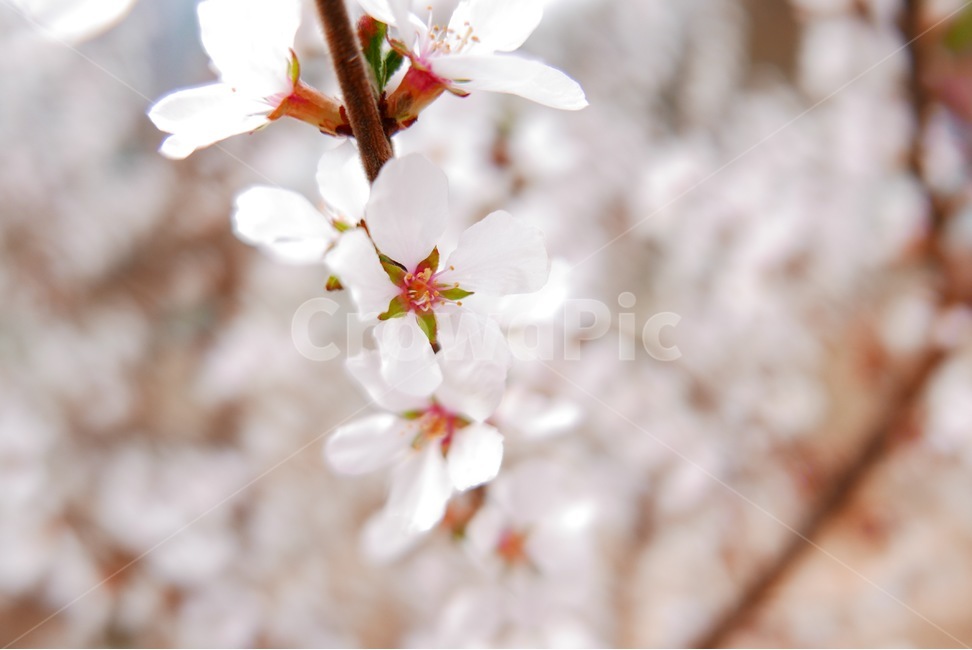 봄,벚꽃,나들이,벚꽃놀이,꽃,봄,계절,spring,season,식물,자연,plants,nature,꽃,flower,plant