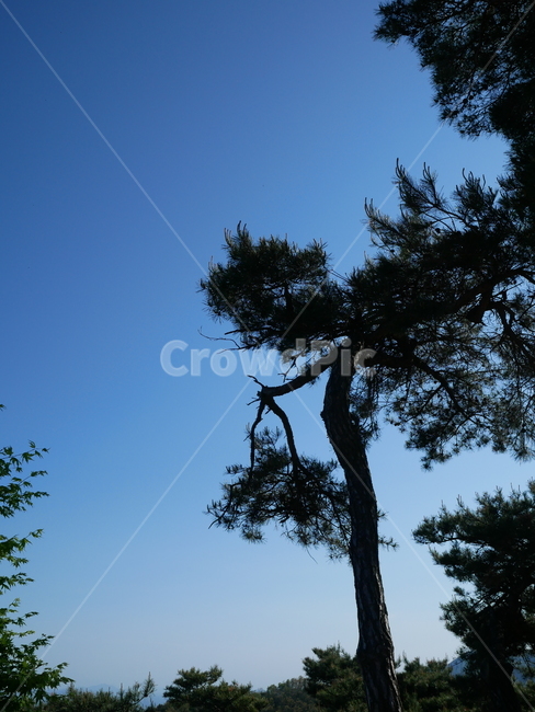 자연,나무,숲,nature,tree