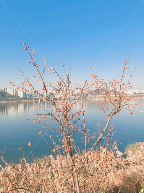 풀,열매,하늘,강,한강,도시,풍경,city,landscape,한국도시풍경,한국도시경관,korea cityscape,식물,자연,plants,nature,과일,열매,fruit,plant,grass,잔디,water,물