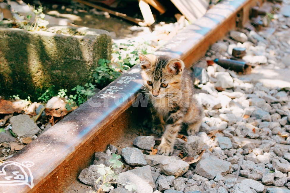 철도,고양이,새끼고양이,필름사진,군산,동물,animal,포유류,mammal,고양이,cat,kitten,kitty