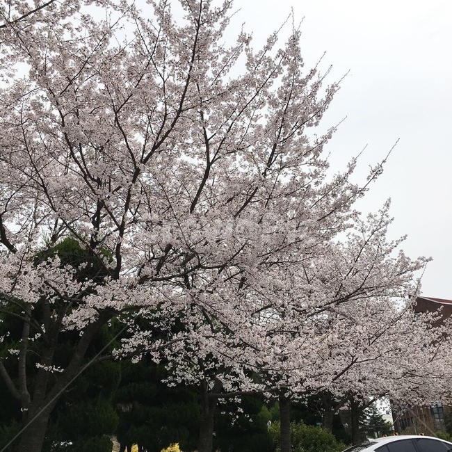plant,식물,벚꽃,꽃,blossom,cherryblossom,사쿠라,경치,풍경,봄,봄,계절,spring,season