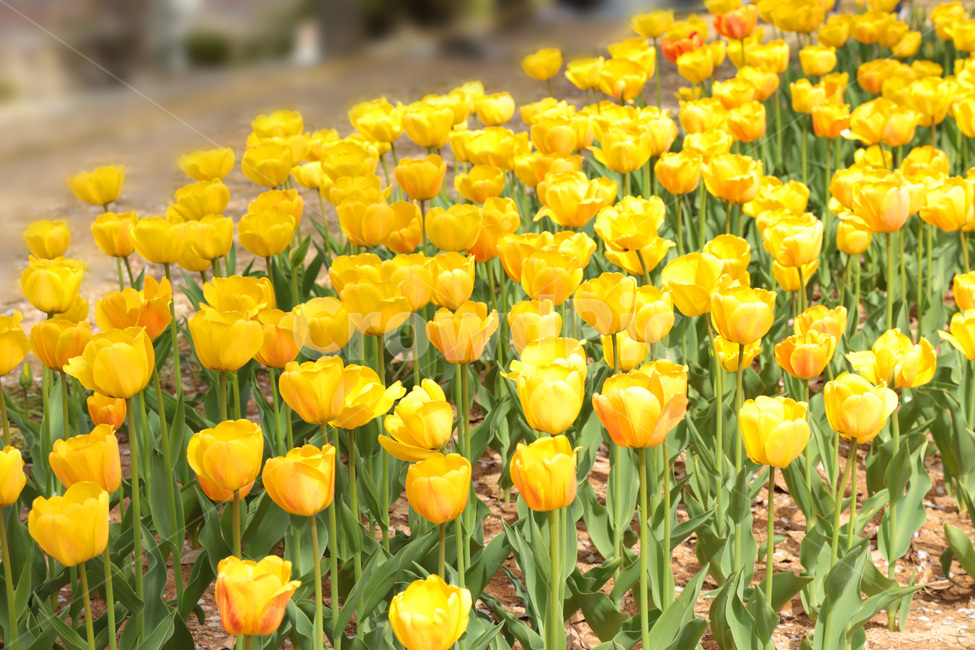 튤립,꽃밭,봄,봄꽃,flower,tulip,노랑,yellow,꽃,plant,식물