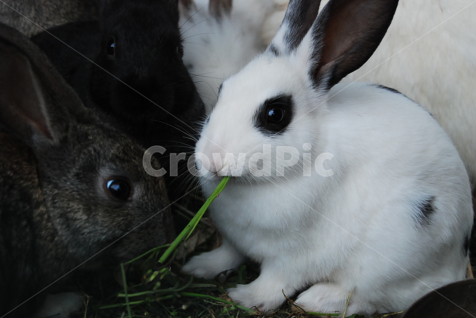 동물,토끼,농장,동물농장,rabbit,동물,animal,포유류,mammal