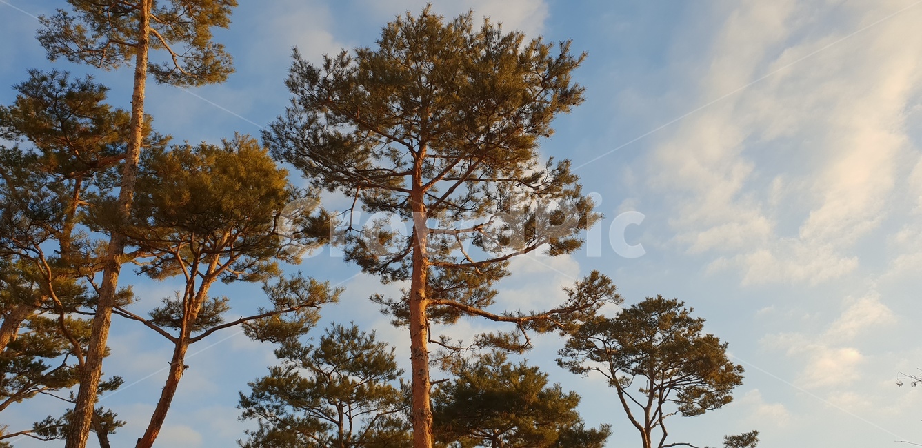 아침햇살,소나무,하늘,풍경,나무,자연,풍경,nature,landscape,식물,plants,나무,trees,wood,tree,plant