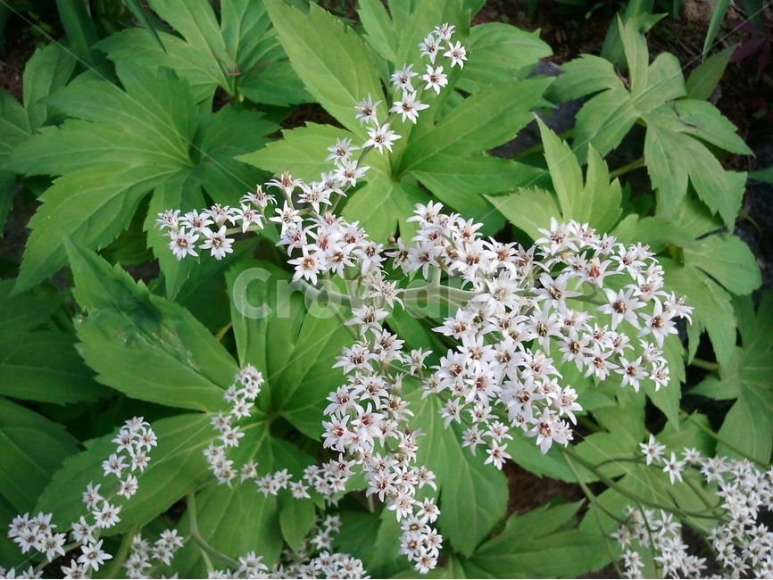 돌단풍,돌단풍꽃,돌나리,부처손,단풍,식물,자연,plants,nature,꽃,flower