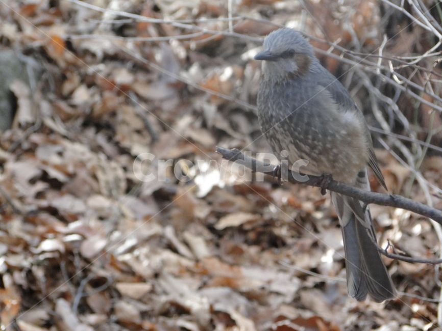 새,참새,동물,bird,animal
