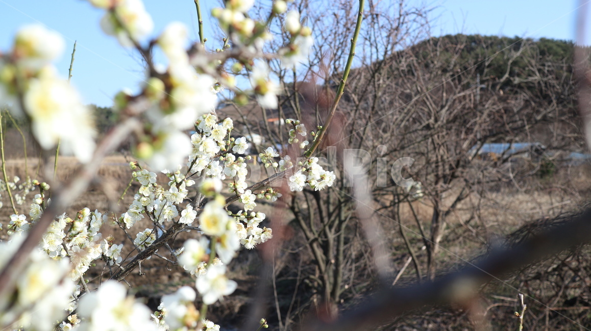 plant,식물,blossom,꽃,flower,벚꽃,cherryblossom