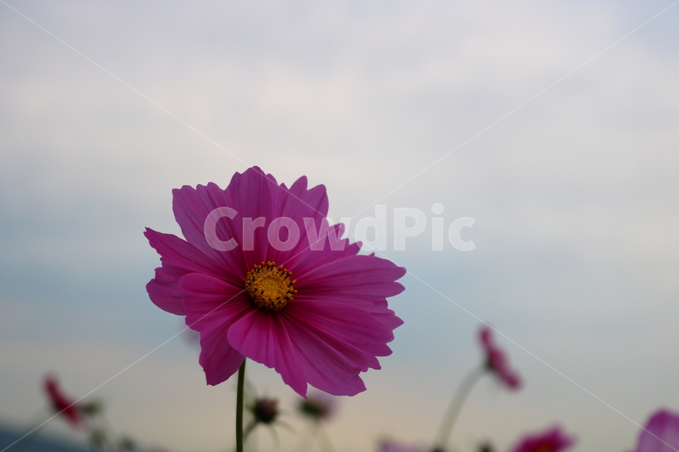 코스모스,꽃,코스모스꽃,식물,자연,야생화,국화과,가을,가을,계절,fall,autumn,season,식물,자연,plants,nature,꽃,flower,plant