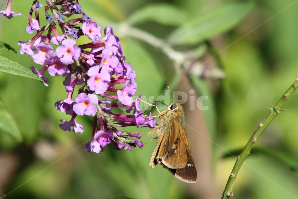 부들레야,꽃나방이,곤충,꽃,butterflybush,나방,박각시,식물,자연,plants,nature,꽃,flower,동물,animal,곤충,벌레,insect,bug