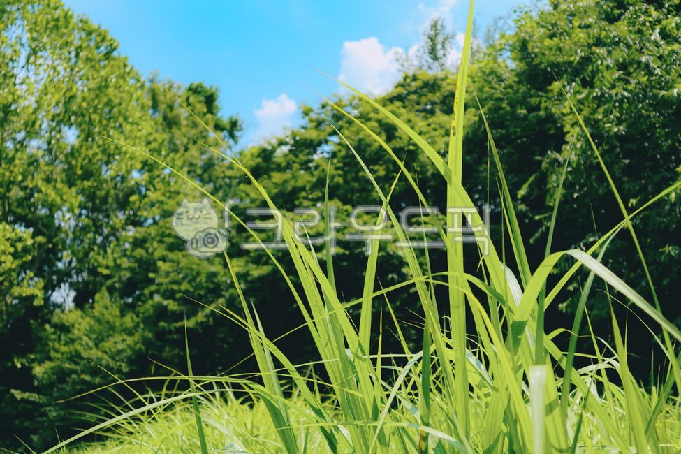 풀,잔디,배경화면,감성사진,햇살,햇빌,풍경,식물,자연,휴식,힐링,환경,들판,봄,여름,배경,수목원,식물원,자연풍경,생태,경치