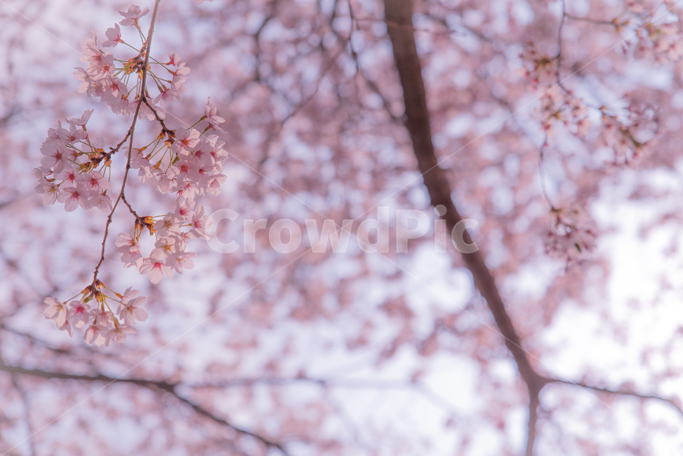 blossom,flower,cherryblossom,식물,봄꽃,나들이,봄,계절,spring,season,식물,자연,plants,nature,꽃,flower,plant,cherry blossom,벚꽃