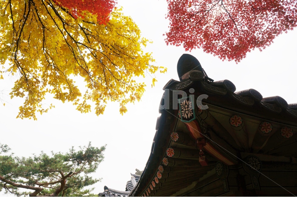 가을,단풍,고궁,창경궁,낙엽,기와,가을산책,고궁의가을,가을,계절,fall,autumn,season,한국전통,한국문화,korean traditional,korean culture,건축물,건물외관,exterior,building,structure,architecture,construction,leaf,잎,plant,식물