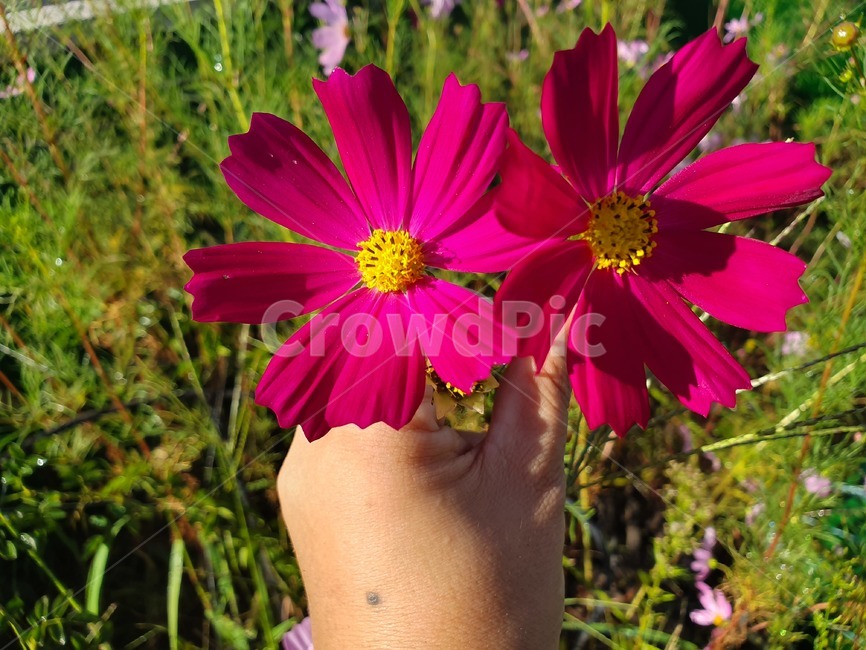 코스모스,가을,손,꽃,해,식물,자연,plants,nature,꽃,flower