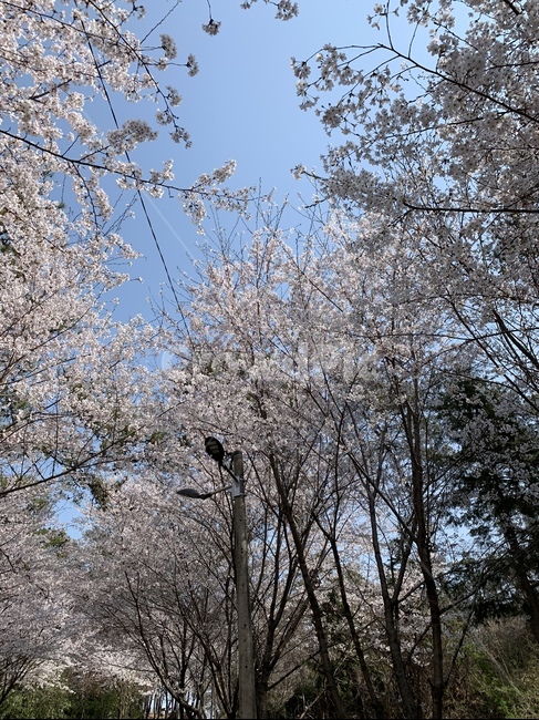 벚꽃,벚꽃거리,봄,벚꽃엔딩,핑크벚꽃