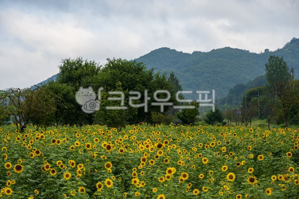 해바라기,해바라기밭,노란색,여름,꽃밭,꽃,들판,풍경,산,나무,숲,초록색,흐린날,하늘,식물,야외,광활한,낮