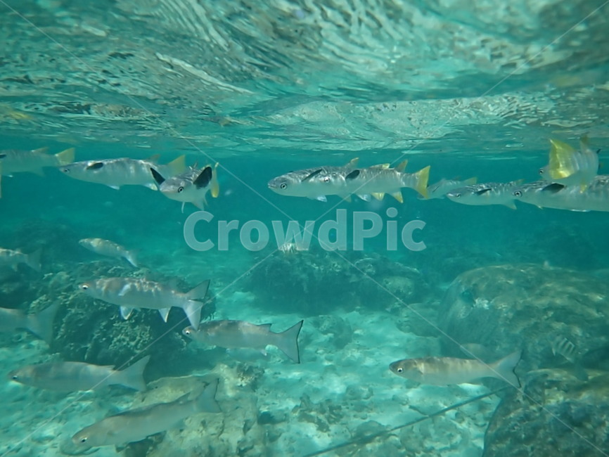 snorkeling,스노쿨링,일본,japan,오키나와,okinawa,바다,sea,물고기,fish