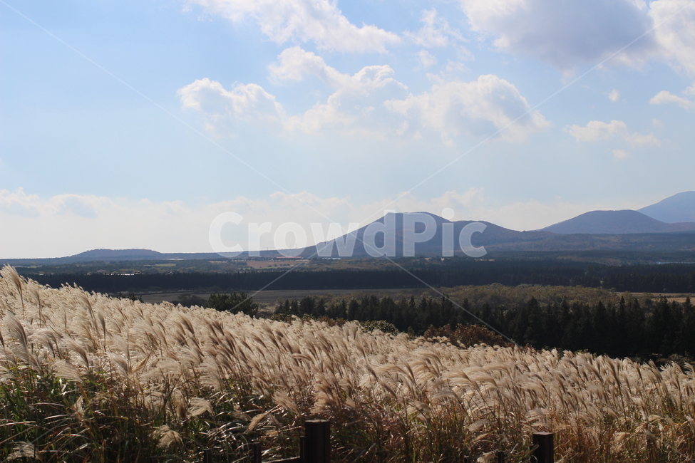 풍경,하늘,갈대,감성,행복,가을,계절,fall,autumn,season,자연,풍경,nature,landscape,grass,잔디,plant,식물,lawn,reed