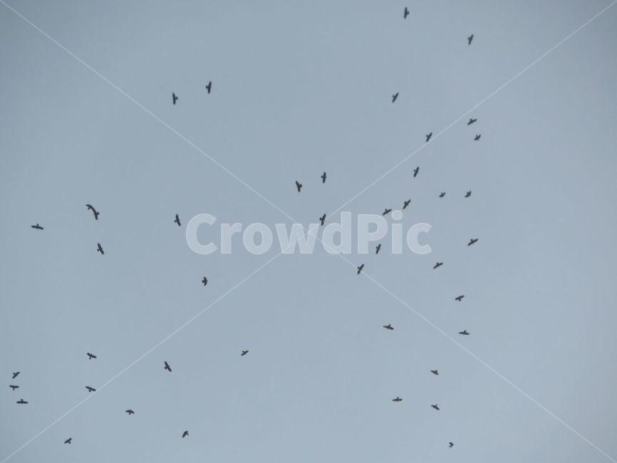 flock,대군,animal,동물,bird,새,조류,날개,비행,하늘,fly,자연,낮,야외