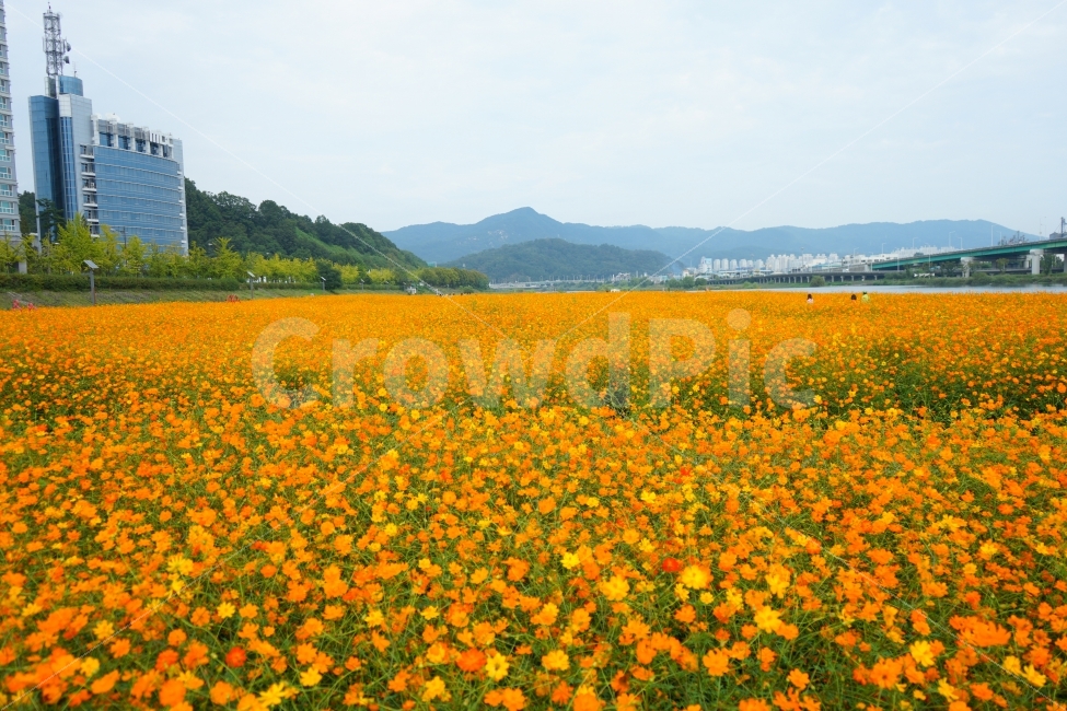 코스모스,황하,황하코스모스,대전,갑천,코스모스밭,가을,감성,fall,sensitive,자연,풍경,nature,landscape,가을,계절,fall,autumn,season