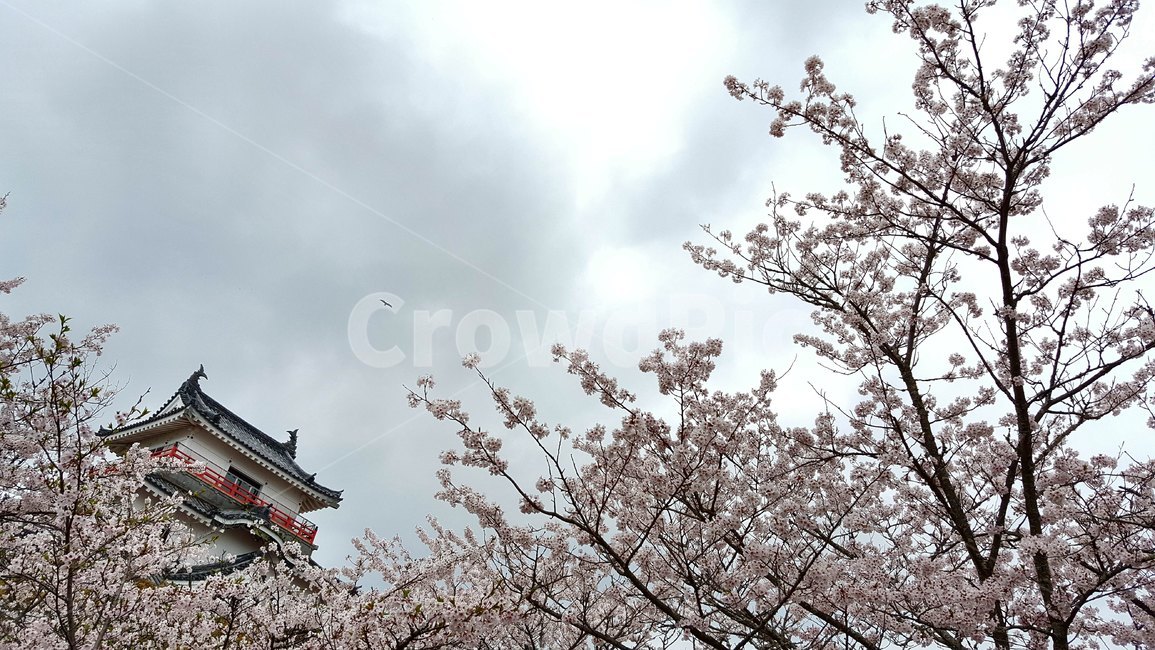 sky,spring flowers,Saga Prefecture,Cherry Blossom,japan,bird,travel,Karatsu Castle