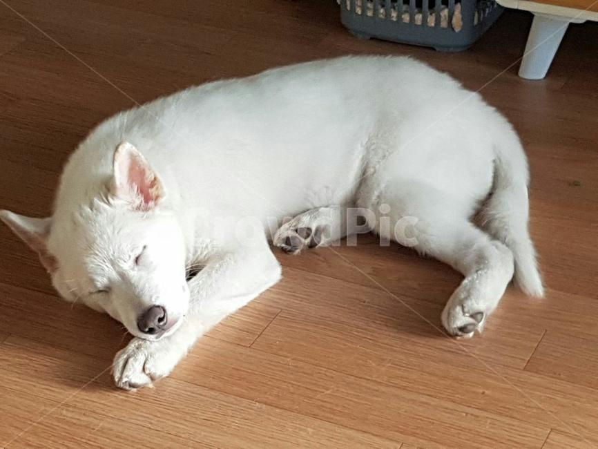 풍산개,애완동물,애완견,낮잠자는개,dog,사랑스런개
