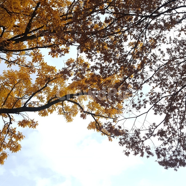 가을,하늘,은행나무,은행,단풍,나무,fall,tree,yellow,red,autumn,plant,가을,계절,fall,autumn,season,식물,자연,plants,nature,나무,trees,wood