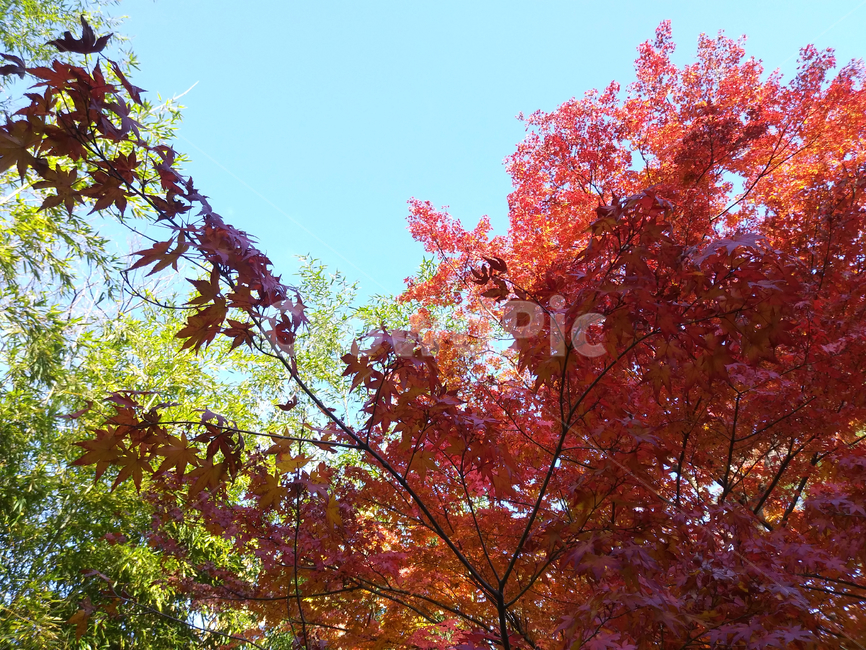 leaf,잎,plant,식물,tree,나무,maple,단풍,가을,계절,하늘,푸른하늘,붉은색,나뭇잎,나뭇가지,autumn,가을,계절,fall,autumn,season