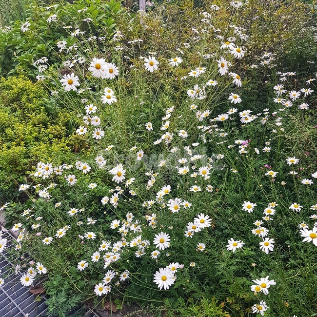 plant,식물,blossom,꽃,flower,daisies,데이지,daisy,구절초,야생화,들꽃