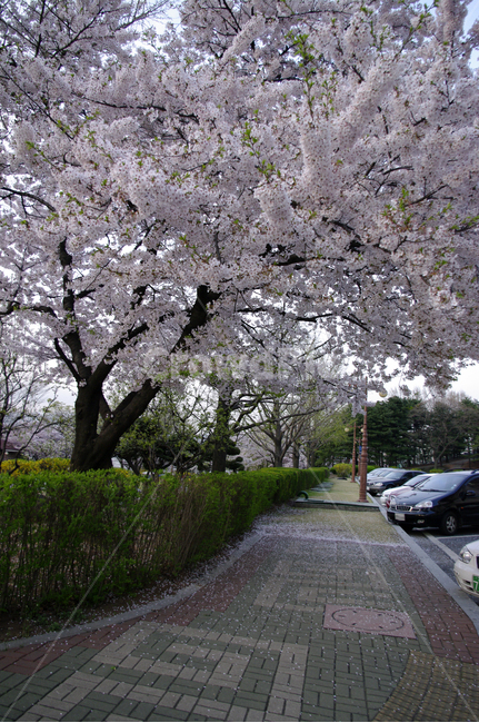 벗꽃,봄,꽃나무,꽃,봄꽃,식물,봄,계절,spring,season,식물,자연,plants,nature,꽃,flower,plant,transportation,교통,automobile,자동차,car,차,vehicle,차량