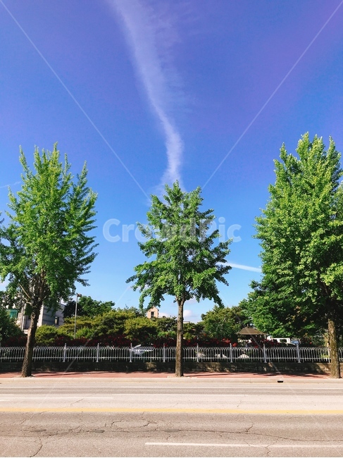 나무,하늘,구름,자연,풍경,tree,plant,식물,자연,plants,nature,나무,trees,wood
