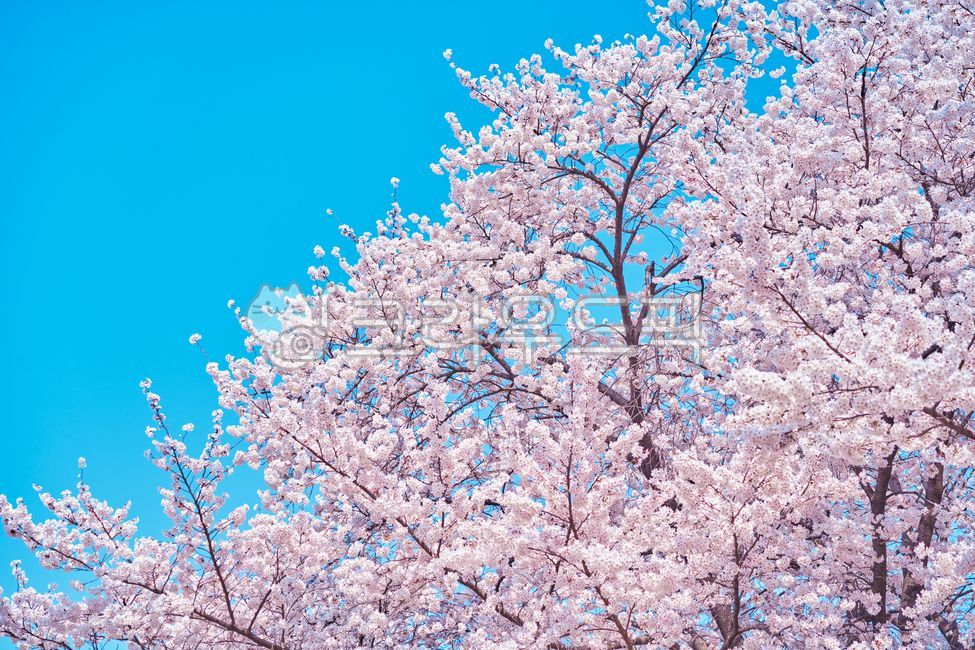 blue sky,pink,Cherry Blossom,nature,tree,spring plants,pink flower,Emotional photo,flower,spring flowers,spring,plant,emotional cherry blossom