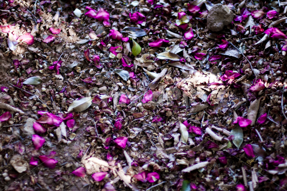 꽃,flower,꽃잎,동백꽃,plant,식물,자연,plants,nature,꽃,flower