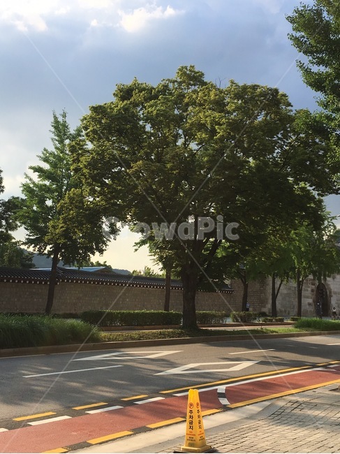 도로,asphalt,road,나무,tree,식물,plant,아스팔트