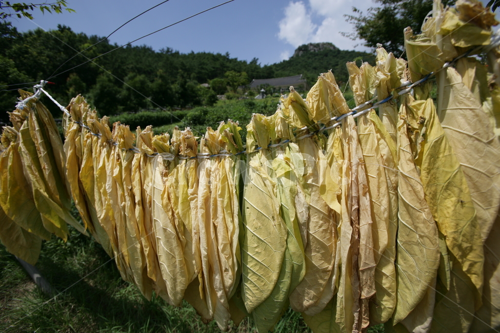 plant,식물,말린식물,말린채소,널어놓은채소