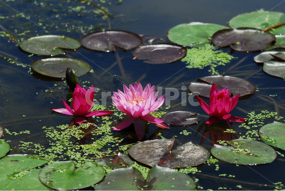 꽃,연꽃,궁남지,불교,여름,식물,자연,plants,nature,꽃,flower